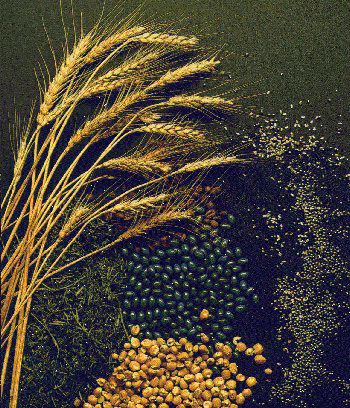 Grain Industry